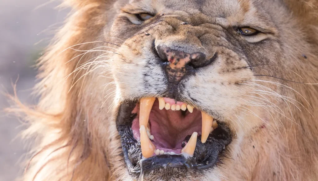 Lions bite force