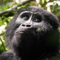 uganda-gorilla-safari Uganda luxury gorilla trekking